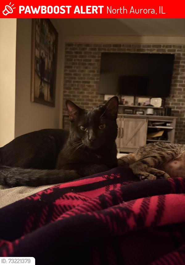 Lost Male Cat last seen April ln and briar ln north aroura il, North Aurora, IL 60542