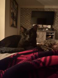 Lost Male Cat last seen April ln and briar ln north aroura il, North Aurora, IL 60542