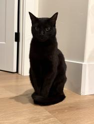 Lost Female Cat last seen Sierra College and English Colony, or in the general area of Bickford Ranch, Lincoln, CA 95648
