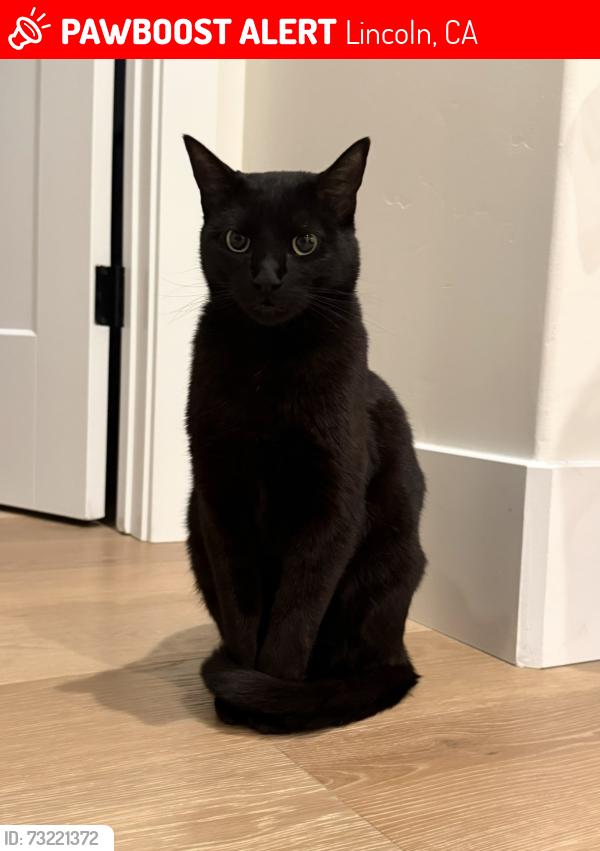 Lost Female Cat last seen Sierra College and English Colony, or in the general area of Bickford Ranch, Lincoln, CA 95648