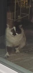 Found/Stray Unknown Cat last seen Briarcliff, Montgomery, IL 60538