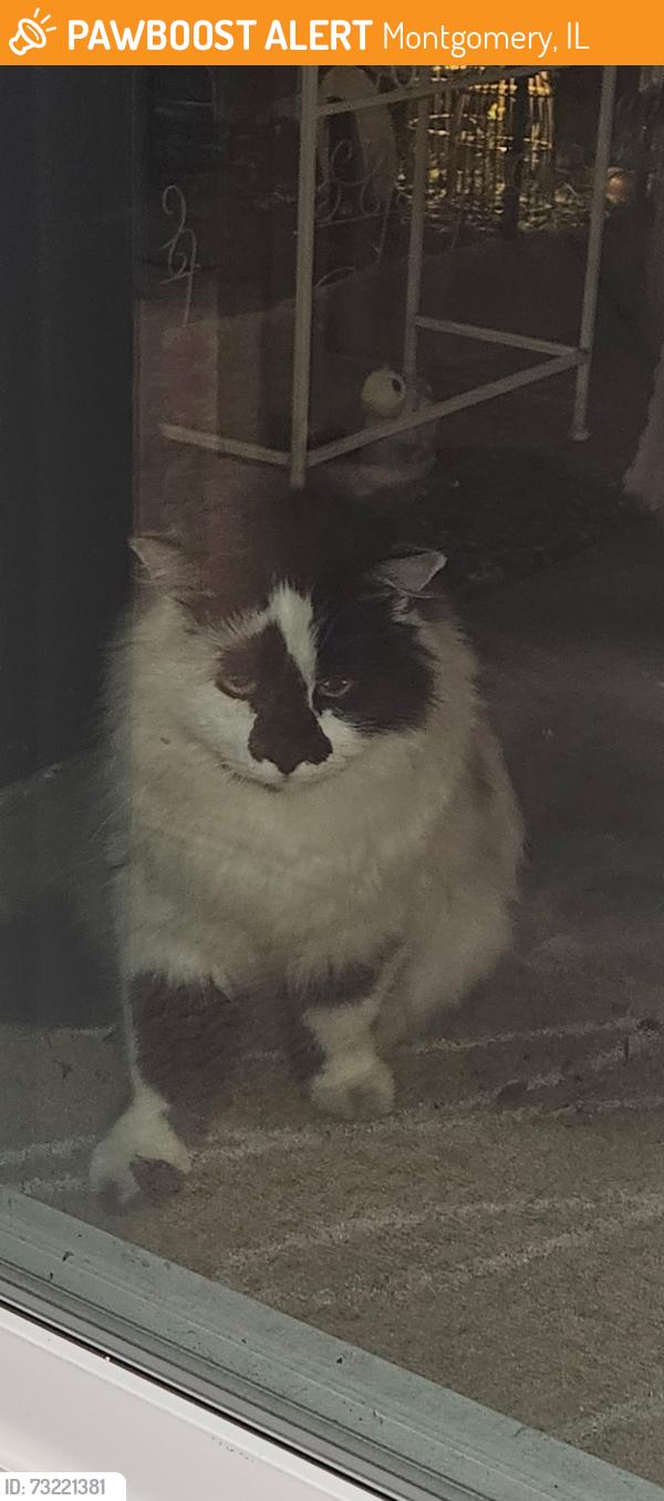 Found/Stray Unknown Cat last seen Briarcliff, Montgomery, IL 60538