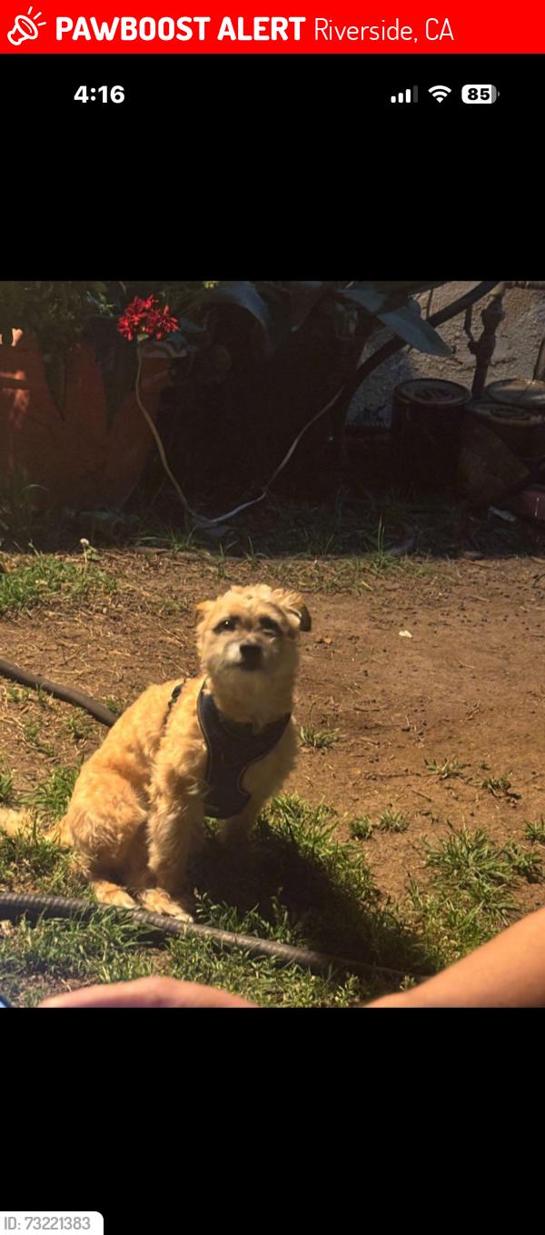 Lost Male Dog last seen By magnolia & McKenzie, Riverside, CA 92503