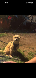 Lost Male Dog last seen By magnolia & McKenzie, Riverside, CA 92503