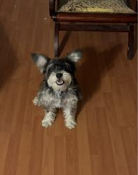 Reunited Male Dog last seen Torrey Pines & Harmon, Las Vegas, NV 89103