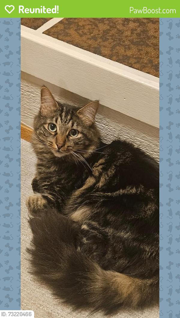 Reunited Male Cat last seen Near N Raymond Rd, Spokane Valley, WA 99206, USA, Spokane Valley, WA 99206