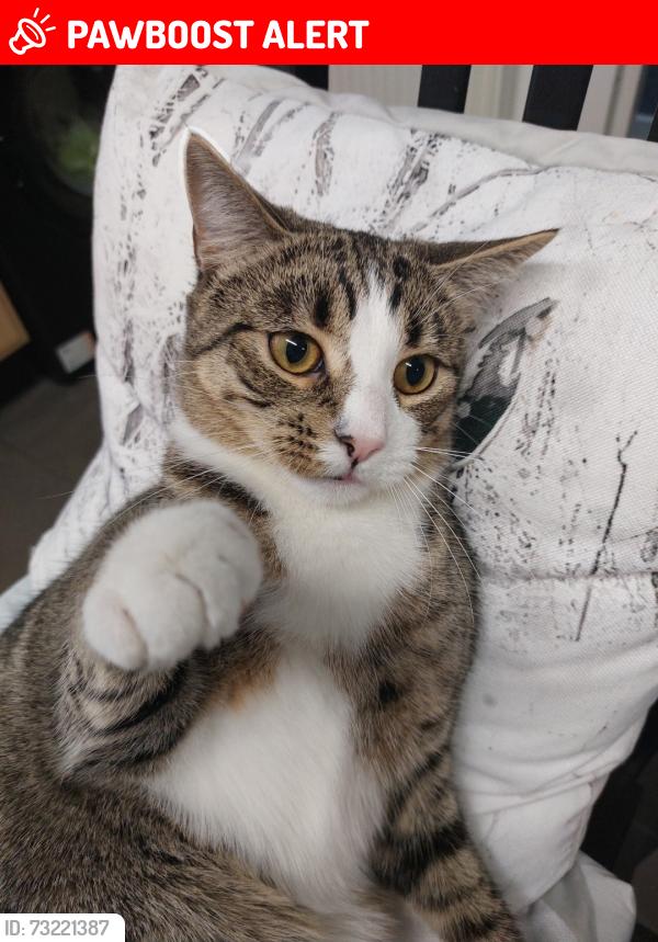 Lost Male Cat last seen Winton Park, Eccles, England M30 8WA