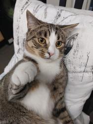 Lost Male Cat last seen Winton Park, Eccles, England M30 8WA