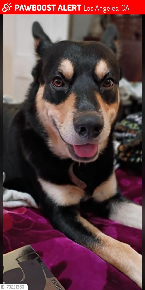 Lost Male Dog last seen Scott Ave.& Alvarado St. in Echo Park, Los Angeles, CA 90026