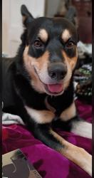 Lost Male Dog last seen Scott Ave.& Alvarado St. in Echo Park, Los Angeles, CA 90026