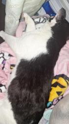 Reunited Male Cat last seen Hannum Avenue, West Chester, PA 19380