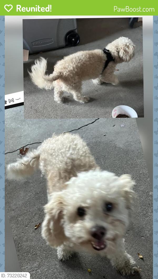 Reunited Female Dog last seen S. Enid Ave & W. Gladstone St, Azusa, CA 91702