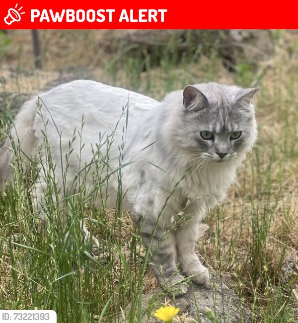 Lost Male Cat last seen Birch/ Torrey Pines in LOP, Lake of the Pines, CA 95602