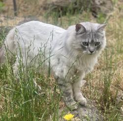Lost Male Cat last seen Birch/ Torrey Pines in LOP, Lake of the Pines, CA 95602