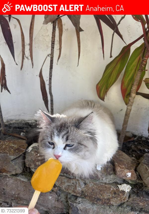 Lost Female Cat last seen police station, Anaheim, CA 92805