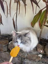 Lost Female Cat last seen police station, Anaheim, CA 92805