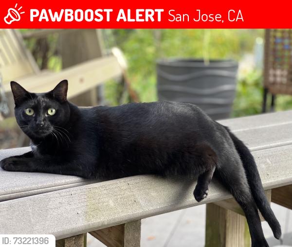 Lost Female Cat last seen Hampton Drive and Calle Ventura, San Jose, CA 95120