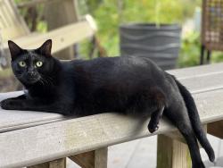 Lost Female Cat last seen Hampton Drive and Calle Ventura, San Jose, CA 95120