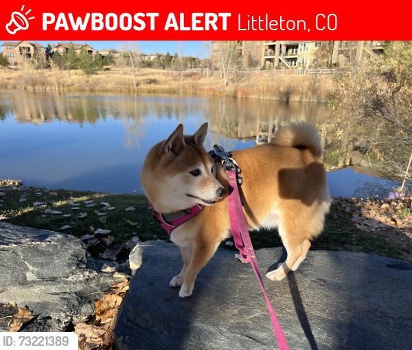 Lost Female Dog last seen Broadway and Wildcat Reserve Parkway, Littleton, CO 80126