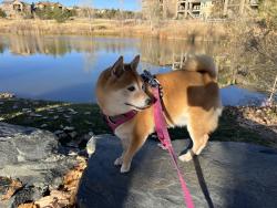 Lost Female Dog last seen Broadway and Wildcat Reserve Parkway, Littleton, CO 80126