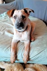 Reunited Male Dog last seen Sumner @ pleasant, Oregon City, OR 97045