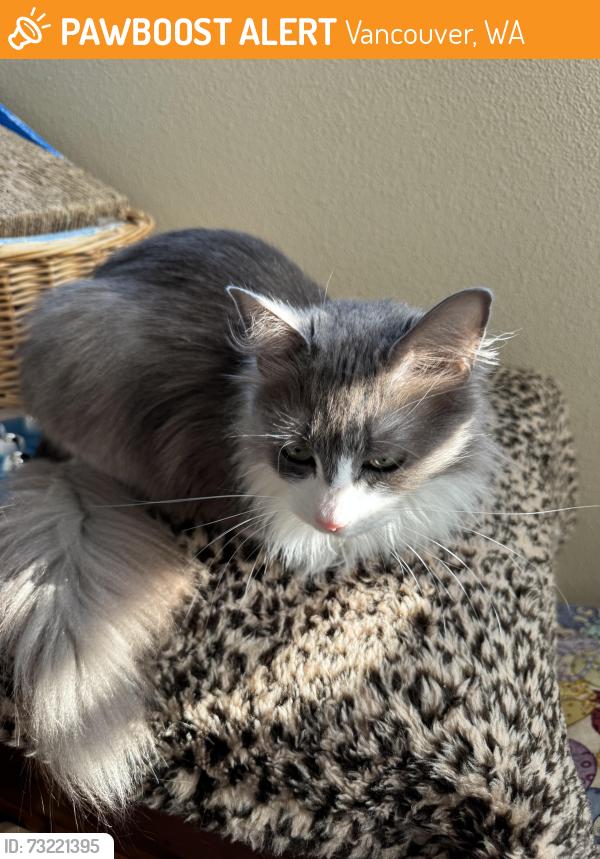 Found/Stray Female Cat last seen Burdick Avenue and Arizona Dr., Vancouver WA 98661, Vancouver, WA 98661