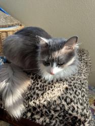 Found/Stray Female Cat last seen Burdick Avenue and Arizona Dr., Vancouver WA 98661, Vancouver, WA 98661
