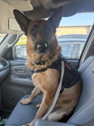 Lost Male Dog last seen Figueroa street, Los Angeles, CA 90003