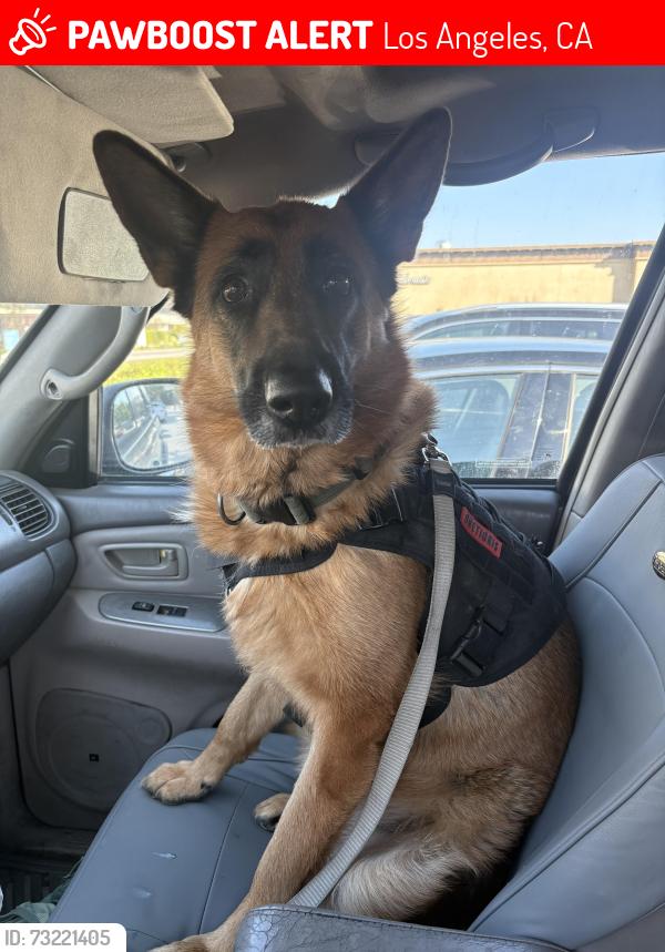 Lost Male Dog last seen Figueroa street, Los Angeles, CA 90003