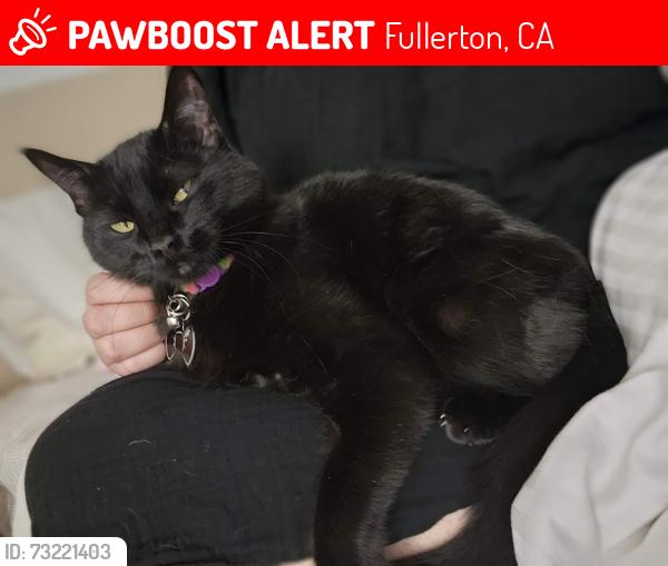 Lost Female Cat last seen Yorba Linda blvd & north placentia ave, Fullerton, CA 92831