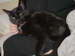 Lost Female Cat last seen Yorba Linda blvd & north placentia ave, Fullerton, CA 92831