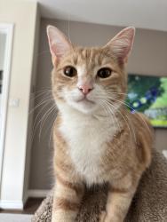 Reunited Male Cat last seen Tesco field, Edenthorpe, England 