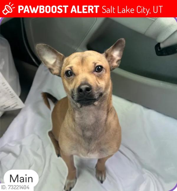Lost Male Dog last seen S 1100 east Salt Lake City Utah, Salt Lake City, UT 84106