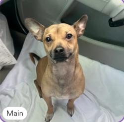 Lost Male Dog last seen S 1100 east Salt Lake City Utah, Salt Lake City, UT 84106