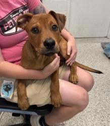 Shelter Stray Male Dog last seen Near Harrison Street, 64131, MO, 7077 Elmwood Ave, Kansas City, MO 64132, USA