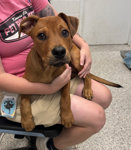 Shelter Stray Male Dog last seen Near Harrison Street, 64131, MO, 7077 Elmwood Ave, Kansas City, MO 64132, USA
