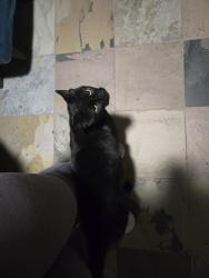 Reunited Male Cat last seen Selborne & Strang, San Leandro, CA 94578