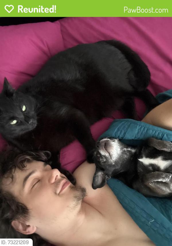 Reunited Male Cat last seen 22nd Ave s, St. Petersburg, FL 33711