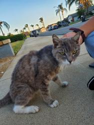 Found/Stray Female Cat last seen East End and Napa, Chino, CA 91710