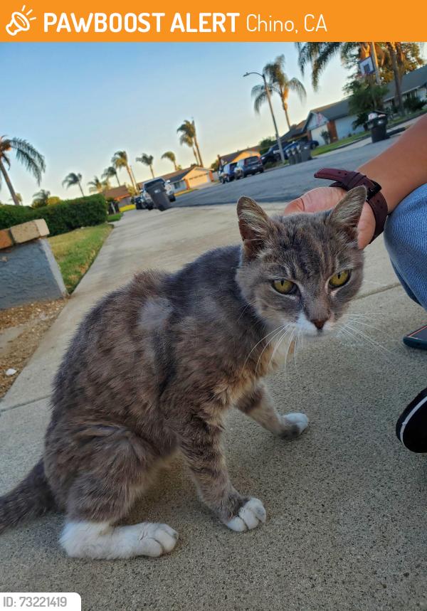 Found/Stray Female Cat last seen East End and Napa, Chino, CA 91710