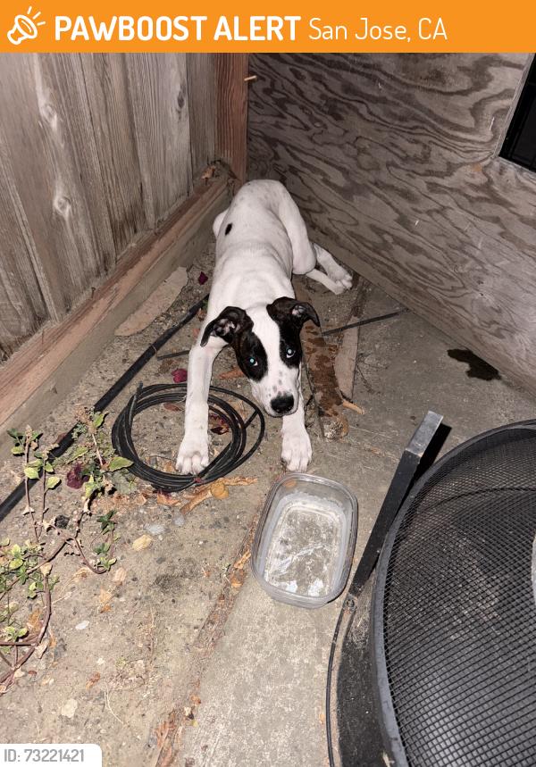 Found/Stray Unknown Dog last seen By monterey and seven trees, San Jose, CA 95111
