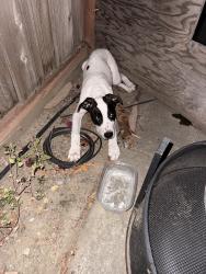 Found/Stray Unknown Dog last seen By monterey and seven trees, San Jose, CA 95111