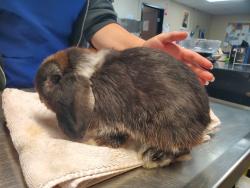 Shelter Stray Female Rabbit last seen Solana Beach, CA, 92075, Oceanside, CA 92058, USA
