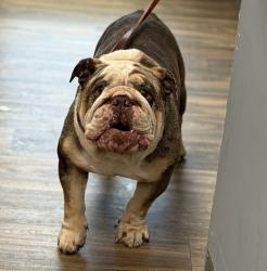Shelter Stray Male Dog last seen Near E Street, San Diego, CA, 92102, 5500 Gaines St, San Diego, CA 92110, USA