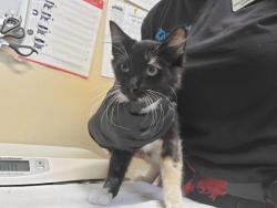 Shelter Stray Female Cat last seen Near Highland Drive, Vista, CA, 92083, Oceanside, CA 92058, USA