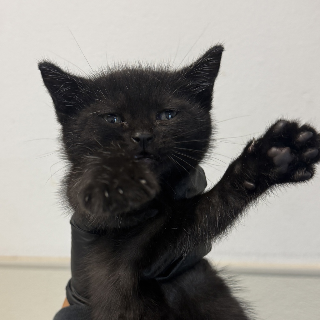 Shelter Stray Female Cat last seen unk, San Diego, CA, 92104, 5500 Gaines St, San Diego, CA 92110, USA