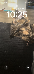 Lost Female Cat last seen Near Berkshire place, Shreveport, LA 71106