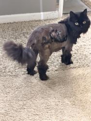 Reunited Female Cat last seen 29th and Perry. Nearest location is the apmt complex at the intersection, Spokane, WA 99223
