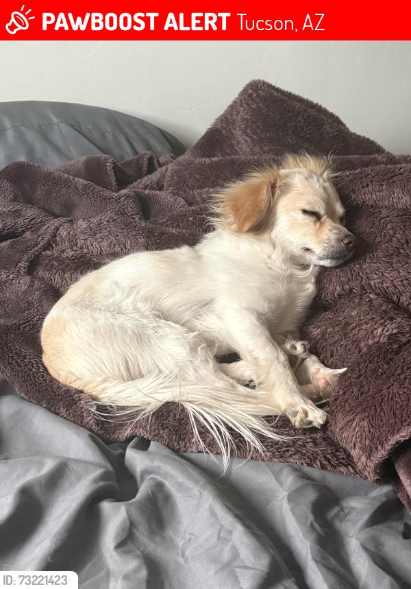 Lost Male Dog last seen e 22nd st, Tucson, AZ 85710