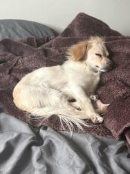 Lost Male Dog last seen e 22nd st, Tucson, AZ 85710